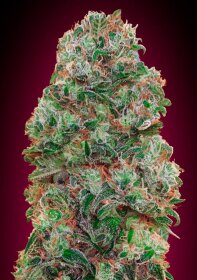 00 Seeds Bank Bubble Gum - 3 feminized seeds