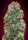 00 Seeds Bank Bubble Gum - 3 feminisierte Samen