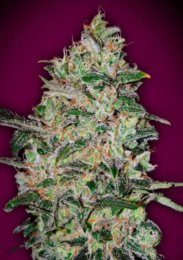 00 Seeds Bank Bubble Gum Fast - 3 feminisierte Samen