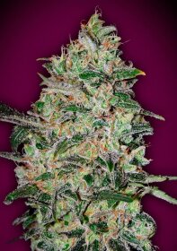 00 Seeds Bank Bubble Gum Fast - 3 feminized seeds