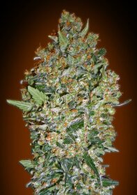 00 Seeds Bank Cheese Berry - 3 feminisierte Samen