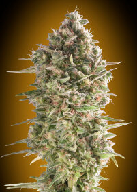 00 Seeds Bank Do-Si-Dos Cookies - 3 feminized seeds