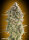 00 Seeds Bank Do-Si-Dos Cookies - 3 feminisierte Samen