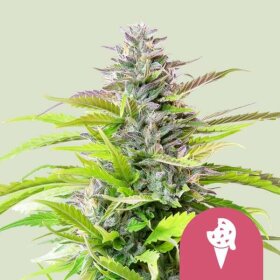 Royal Queen Seeds Cookies Gelato - 3 feminized seeds