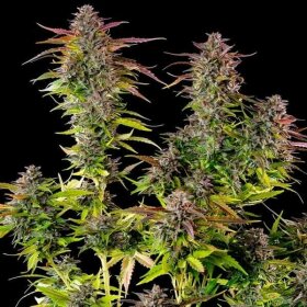 Royal Queen Seeds Cookies Gelato - 3 feminisierte Samen