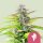 Royal Queen Seeds Cookies Gelato - 3 feminisierte Samen