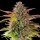 Royal Queen Seeds Cookies Gelato - 3 feminisierte Samen