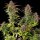 Royal Queen Seeds Cookies Gelato - 3 feminisierte Samen