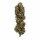 Royal Queen Seeds Cookies Gelato - 3 feminisierte Samen