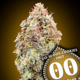 00 Seeds Bank Do-Si-Dos Cookies Fast - 3 feminized seeds