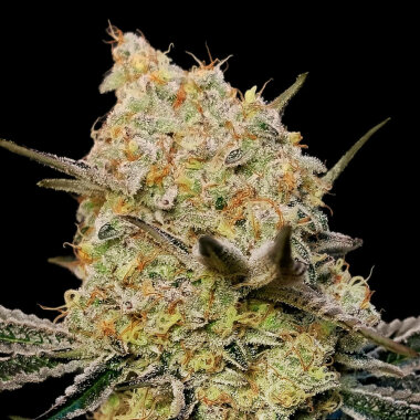 00 Seeds Bank Gelato Mint - 3 feminisierte Samen