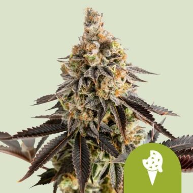 Royal Queen Seeds Cookies Gelato AUTO - 3 autoflowering...