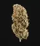 Royal Queen Seeds Cookies Gelato AUTO - 3 automated seeds