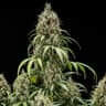 Royal Queen Seeds Cookies Gelato AUTO - 3 autoflowering Samen