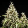 Royal Queen Seeds Cookies Gelato AUTO - 3 automatisierte Samen