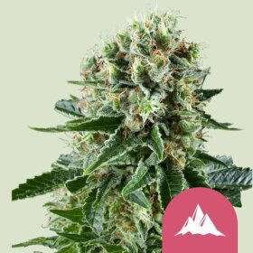 Royal Queen Seeds Critical Kush - 3 feminisierte Samen