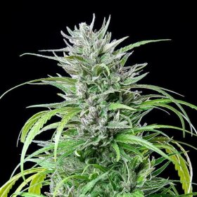 Royal Queen Seeds Critical Kush - 3 feminisierte Samen