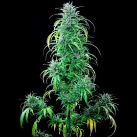 Royal Queen Seeds Critical Kush - 3 feminisierte Samen