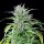 Royal Queen Seeds Critical Kush - 3 feminisierte Samen