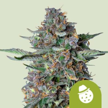 Royal Queen Seeds Do-Si-Dos AUTO - 3 autoflowering Samen