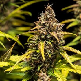 Royal Queen Seeds Do-Si-Dos AUTO - 3 autoflowering Samen