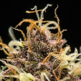 Royal Queen Seeds Do-Si-Dos AUTO - 3 automatisierte Samen