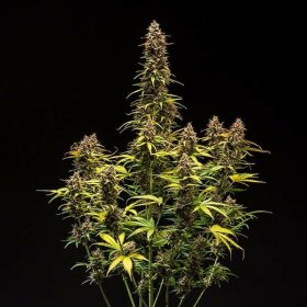 Royal Queen Seeds Do-Si-Dos AUTO - 3 automatisierte Samen