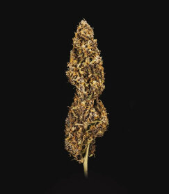 Royal Queen Seeds Do-Si-Dos AUTO - 3 automatisierte Samen