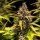 Royal Queen Seeds Do-Si-Dos AUTO - 3 autoflowering Samen