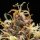 Royal Queen Seeds Do-Si-Dos AUTO - 3 autoflowering Samen