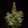 Royal Queen Seeds Do-Si-Dos AUTO - 3 autoflowering Samen