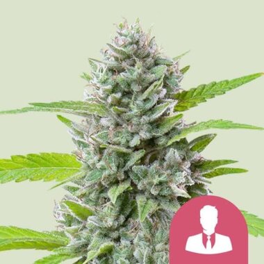 Royal Queen Seeds El Patron - 3 feminisierte Samen