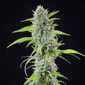 Royal Queen Seeds El Patron - 3 feminisierte Samen