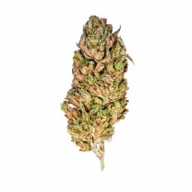 Royal Queen Seeds El Patron - 3 feminisierte Samen