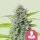 Royal Queen Seeds El Patron - 3 feminisierte Samen