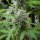 Royal Queen Seeds El Patron - 3 feminisierte Samen