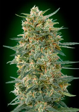 00 Seeds Bank Gorilla Fast - 3 feminisierte Samen