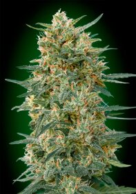 00 Seeds Bank Gorilla Fast - 3 feminized seeds