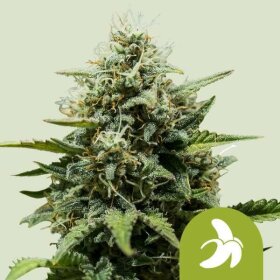 Royal Queen Seeds Fat Banana AUTO - 3 automated seeds