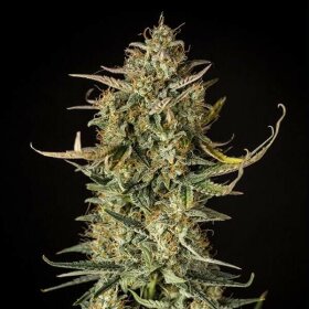 Royal Queen Seeds Fat Banana AUTO - 3 autoflowering Samen