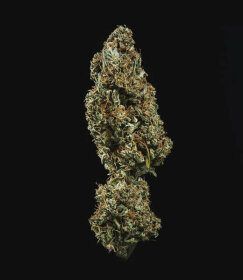 Royal Queen Seeds Fat Banana AUTO - 3 autoflowering Samen