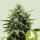 Royal Queen Seeds Fat Banana AUTO - 3 autoflowering Samen