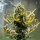 Royal Queen Seeds Fat Banana AUTO - 3 autoflowering Samen