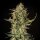 Royal Queen Seeds Fat Banana AUTO - 3 automatisierte Samen