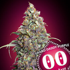 00 Seeds Bank Grand Daddy Purple - 3 feminized seeds