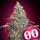 00 Seeds Bank Grand Daddy Purple - 3 feminisierte Samen