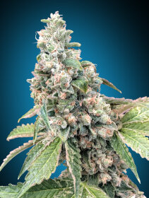 00 Seeds Bank Harlequin CBD - 3 feminized seeds