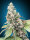 00 Seeds Bank Harlequin CBD - 3 feminisierte Samen