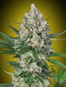 00 Seeds Bank Lemon OG - 3 feminized seeds