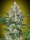 00 Seeds Bank Lemon OG - 3 feminisierte Samen